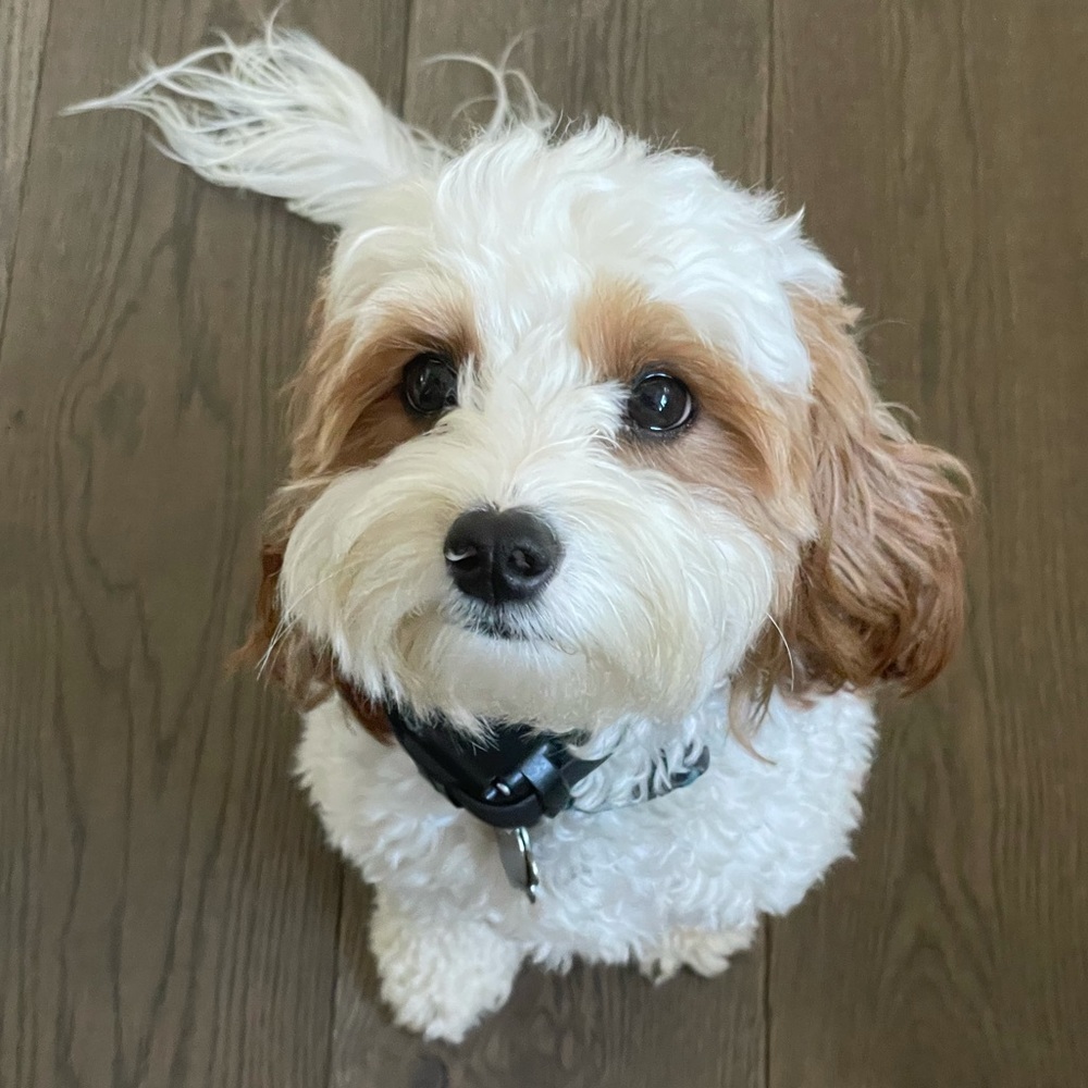 Meet your Posher, Ella